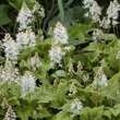 Tiarella wherryi: Bild 3/3