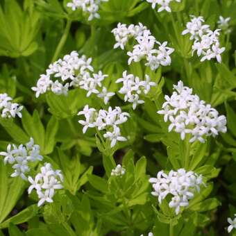 Galium odoratum