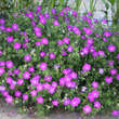 Geranium sanguineum: Bild 6/8