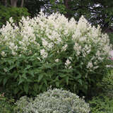 Persicaria polymorpha - Knöterich