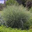 Miscanthus sinensis 'Yaku Jima': Bild 1/2