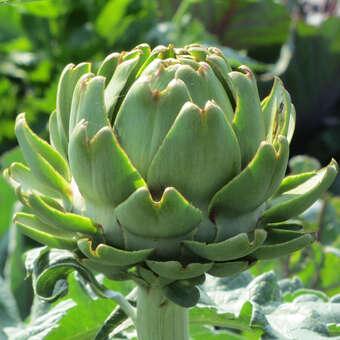 Cynara 'Große Grüne von Neapel'