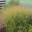 Panicum virgatum 'Rehbraun': Bild 4/5