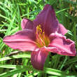 Hemerocallis 'Summer Wine': Bild 3/5