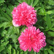 Paeonia officinalis 'Rosea Plena': Bild 3/4