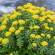 Rhodiola rosea: Bild 1/5