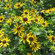 Rudbeckia fulgida 'Little Goldstar': Bild 1/1