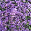 Aster dumosus 'Island Samoa': Bild 2/4