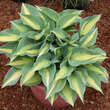 Hosta 'June': Bild 4/7