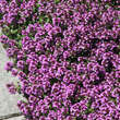 Thymus praecox 'Purple Beauty': Bild 2/5