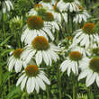 Echinacea purpurea 'Avalanche': Bild 3/3