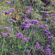 Verbena bonariensis: Bild 3/8