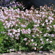 Geranium cantabrigiense 'Biokovo': Bild 4/5