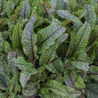 Rumex sanguineus sanguineus: Bild 1/3
