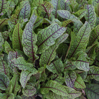 Rumex sanguineus sanguineus