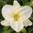 Hemerocallis 'White Temptation': Bild 5/5