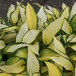 Hosta 'Orange Marmelade': Bild 5/7