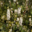 Actaea japonica 'Silver Dance': Bild 1/3