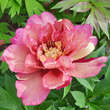 Paeonia Itoh-Hybr. 'Lollipop': Bild 4/4