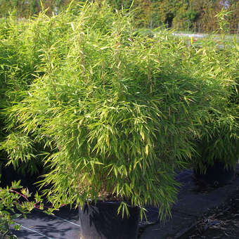 Fargesia murielae 'Bimbo'