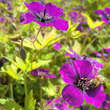 Geranium 'Anne Thompson': Bild 4/6