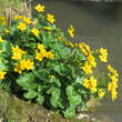 Caltha palustris: Bild 8/8