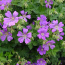 Geranium gracile 'Sirak' - Storchschnabel