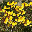 Oenothera fruticosa 'Hohes Licht': Bild 1/4