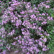 Saponaria ocymoides: Bild 4/5