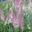 Pennisetum orientale 'Karley Rose': Bild 2/2