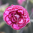 Dianthus plumarius 'Moulin Rouge': Bild 2/2