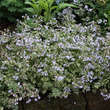 Polemonium reptans 'Stairway to Heaven': Bild 9/10