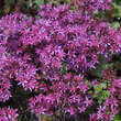 Sedum spurium 'Purpurteppich': Bild 4/5