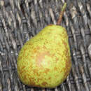 Pyrus communis 'Herzogin Elsa' - Herbstbirne