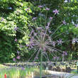Allium schubertii: Bild 1/3