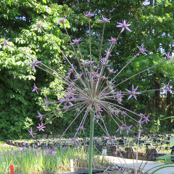 Allium schubertii