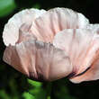 Papaver orientale 'Queen Alexandra': Bild 2/4