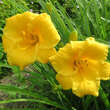 Hemerocallis 'Stella de Oro': Bild 1/5