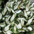 Hosta 'Fire and Ice': Bild 1/2