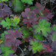 Geranium wlassovianum: Bild 2/6