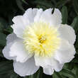 Paeonia lactiflora 'Honey Gold': Bild 1/3