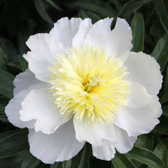 Paeonia lactiflora 'Honey Gold'