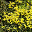 Sedum acre: Bild 2/4