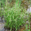 Cyperus longus: Bild 4/5