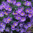 Aster dumosus 'Island Samoa': Bild 1/4