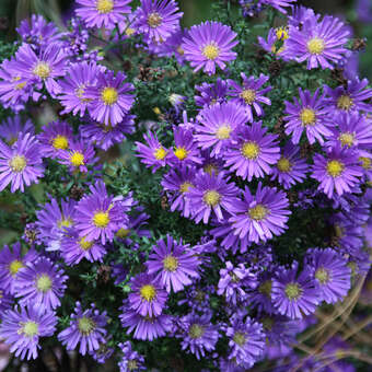 Aster dumosus 'Island Samoa'
