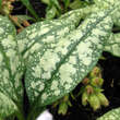 Pulmonaria 'Opal': Bild 3/4