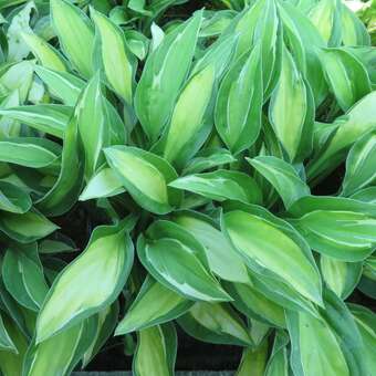 Hosta 'Gypsy Rose'