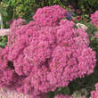 Sedum 'Mr. Goodbud': Bild 2/6