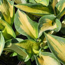 Hosta 'Beach Boy' - Funkie, Herzlilie
